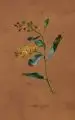 Daviesca latifolia by August Johann Heinrich Friedrich, 1827, Deckfarben auf festem, braun getönten Papier, sold Mar 2014