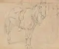 Johann Adam Klein, Gesatteltes Pferd. 19. Jh, Bleistiftzeichnung auf Zeichenpapier