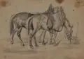Johann Friedrich Wilhelm Wegener, Donisches Pferd, Aquarellierte Bleistiftzeichnung