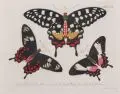 Gabriel Bodenehr d.Ä., Zwei Schmetterlingsdarstellungen. 2. H. 18. Jh, Kupferstiche, altkoloriert