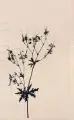 Alexander Olbricht, Drei Blumenstücke. 1. H. 20. Jh, Lithographien