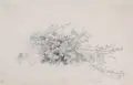 Friedrich August Schlegel, Studie eines Brombeerstrauchs. 19. Jh, Aquarellierte Bleistiftzeichnung, weiß gehöht