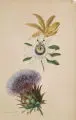 Johann Baptist Weiß, Johann Baptist Weiss, Passionsblume und Distel, 1845, Gouache auf Papier mit Wasserzeichen (Portrait im Oval mit der umlaufenden Inschrift "Maximilian Joseph, Koenig von Bayern")
