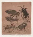 Gussy Hippold-Ahnert, Käfer beieinander, 1932, Radierung mit brauner Tonplatte