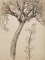 Ludwig von Hofmann, Baumstudie, 1897, Kohlezeichnung auf Papier