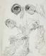 Ludwig von Hofmann, Tulpenstudien. Spätes 19. Jh