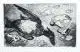 Erhard Hippold, Tote Wildente am Strand I