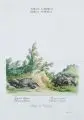 Johann Elias Ridinger, Taxus Caninus. Taxus Suittus., Altkolorierter Kupferstich