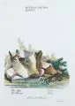 Johann Elias Ridinger, Mustela foetida. Martes, Altkolorierter Kupferstich auf Bütten mit Wasserzeichen