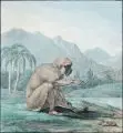 Raphael Winter, Sitzender Affe/ Wasserbüffel nach links, Um 1815, Kohlezeichnungen (koloriert). "Sitzender Affe" in Kohle signiert u.re. "Raph