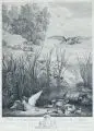 Jacques Philippe Le bas, Enten am Weiher. Wohl um 1730, Kupferstich auf Bütten nach D