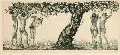 Alois Kolb, Weibliche Akte unter einem Apfelbaum, Um 1900, Radierung. in Grün