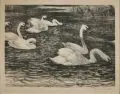 Rudolf Schramm-Zittau, Schwäne. 1. H. 20. Jh, Lithographie