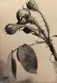 Kurt Bringmann, Hagebutten, Um 1930, Silbergelatineabzug, auf Karton montiert