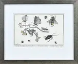 van Kessel pinx, Handingekleurde gravure, 17e Eeuwse gravure