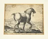 16e - 17e Eeuwse gravure, Trekpaard, 16e - 17e Eeuwse gravure