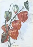 Sina Mesdag-van Houten, Lampionnen plant, Aquarel op papier