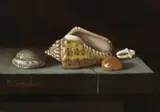 Stilleven met schelpen by C. Cornelisz, Olieverf op paneel, sold Oct 2022