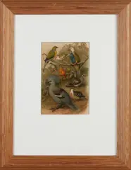 Gustav Mützel, Tropische duivensoorten, Aquarel op papier