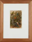 Gustav Mützel, Tropische duivensoorten, Aquarel op papier