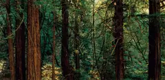 Yosemite 1977-2002 by Thomas Struth, 2004, Chromogenic print, with two accompanying musical cd's of performances at exhibition venues in Los Angels and New York by, sold Jul 2020