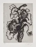 William Kentridge, Flower, 2003, Etching, on Somerset velvet paper, with full margins