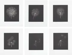 Dandelions by Kiki Smith, 1999, The complete set of six mezzotints, on mould-made Hahnemühle paper, with full margins, sold Jul 2020