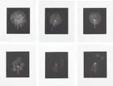 Kiki Smith, Dandelions, 1999, The complete set of six mezzotints, on mould-made Hahnemühle paper, with full margins