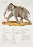 Walton Ford, Nila, 2000, Lithograph in colors, on Arches Cover paper, with full margins