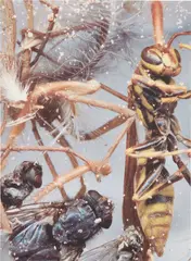 Cornelia Parker, Dust Breeding (on Judd), 2001, Digital print in colors, on glossy wove paper, the full sheet