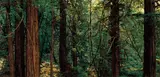 Thomas Struth, Yosemite 1977-2002, 2004, Chromogenic print, with two accompanying musical cd's of performances at exhibition venues in Los Angels and New York by Evan Parker and Frank Bungarten, and the bound book Thomas Struth 1977-2002 , all contained in the original grey cloth-covered presentation slipcase