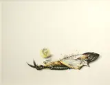 Stefan Beltzig, Fish with lemon, pencil and colored pencil on paper