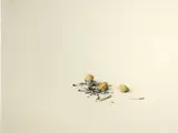 Stefan Beltzig, Walnuts and cigarettes; Pistachios and cigarettes (2)