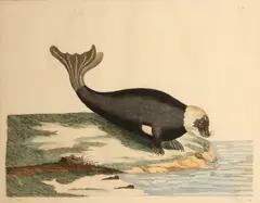 Peter Mazell, Four Plates, from The British Zoology, 1761-66, Handcolored etchings on laid paper