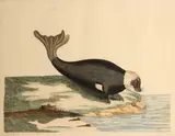 Peter Mazell, Four Plates, from The British Zoology, 1761-66, Handcolored etchings on laid paper