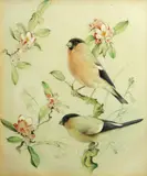Edward Julius Detmold, A pair of bullfinches, watercolor over pencil heightened with white and gum arabic laid down on heavy card