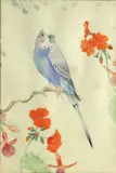 Edward Julius Detmold, A blue budgerigar, watercolor over pencil heightened with white