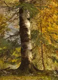 Achille Etna Michallon, A study of a tree, oil on paper laid down on board