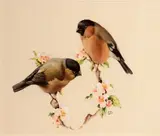 Edward Julius Detmold, Bullfinches and blossom, watercolor over pencil heightened with white and gum arabic