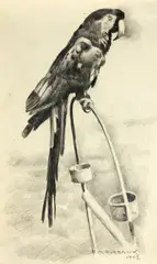 Eldridge Ayer Burbank, Animals of the San Francisco Zoo, 1943 (group of 10)