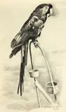 Eldridge Ayer Burbank, Animals of the San Francisco Zoo, 1943 (group of 10)