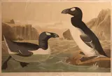 John James Audubon, Great Auk (Pl. 465), 1860, From the J. Bien edition of The Birds of America, chromolithograph on wove paper