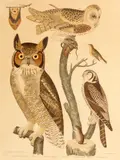Alexander Wilson, A Group of Eight Plates, from American Ornithology, 1808-1829, Handcolored engravings on wove paper, some with  touches of gum arabic,  after drawings by Alexander Wilson, laid down to board