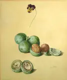 A study of walnuts by Franz Xaver Petter, pencil and watercolor on paper, sold Jan 2013