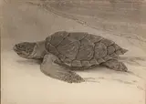 Turtle on the shore by Charles Livingston Bull, graphite on paper, sold Jan 2013