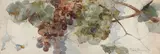 Franz Bischoff, Grapes on a vine, watercolor on paper