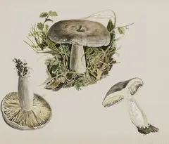 Patrick Swift, Lactarius, Watercolour