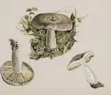Patrick Swift, Lactarius, Watercolour