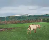 Martin Gale, Heel Of The Hunt