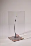 Evin Nolan, Sculpture, Mixed media in plastic case